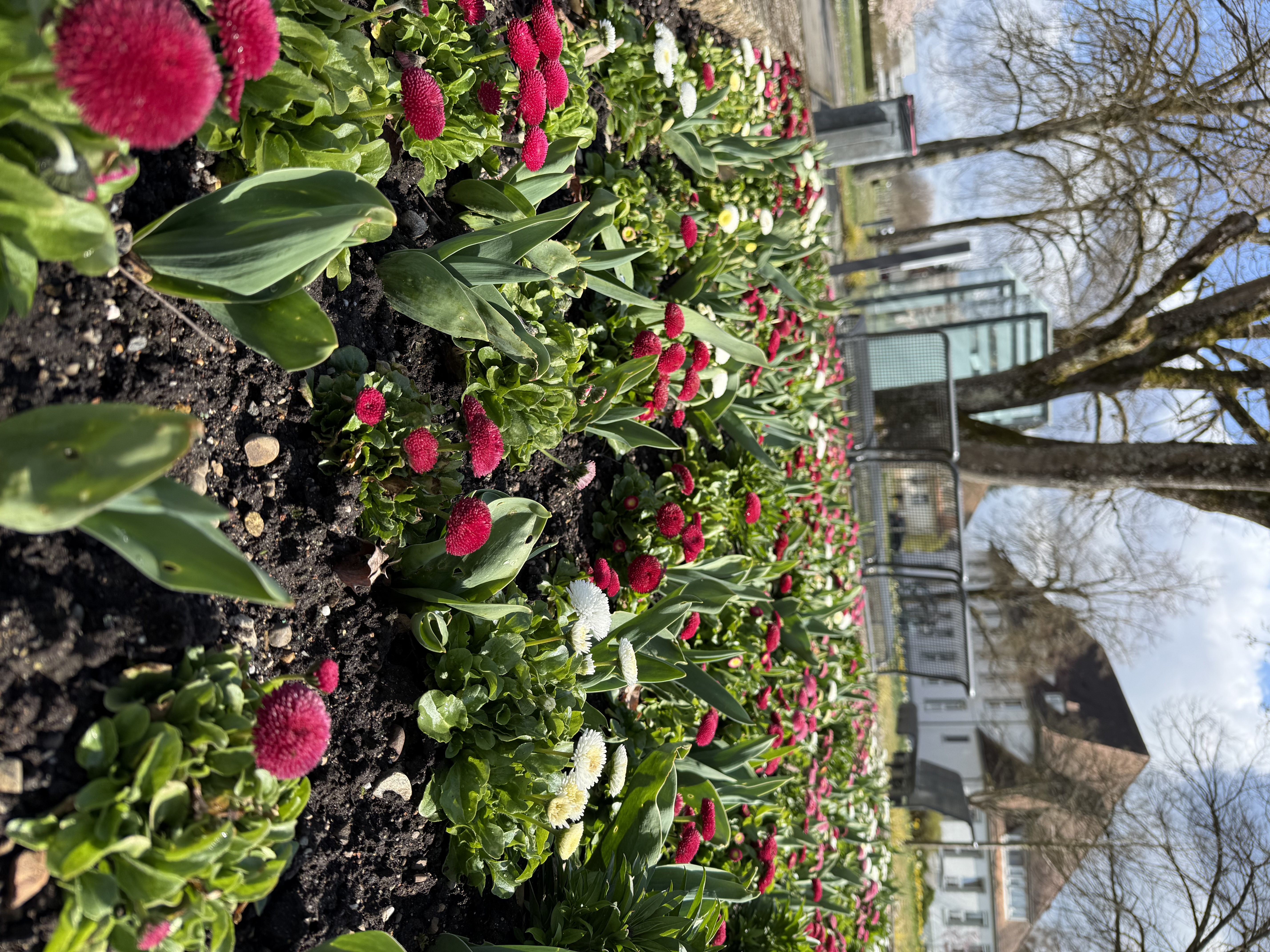 Flowers at Lake Constance
